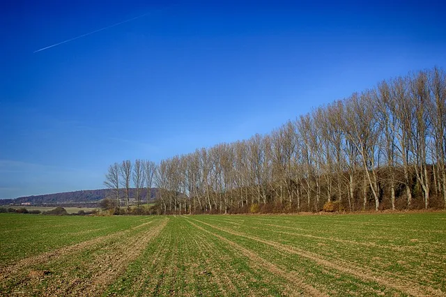 the poplar field