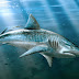 Carcharodon Megalodon Shark HD Wall Wallpapers