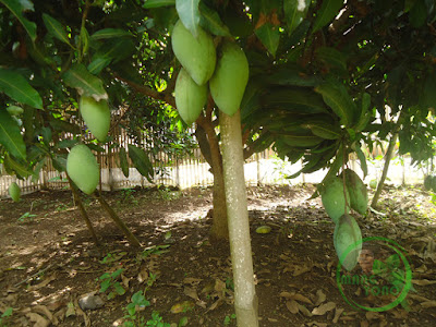 Pohon mangga admin di kebun belakang rumah