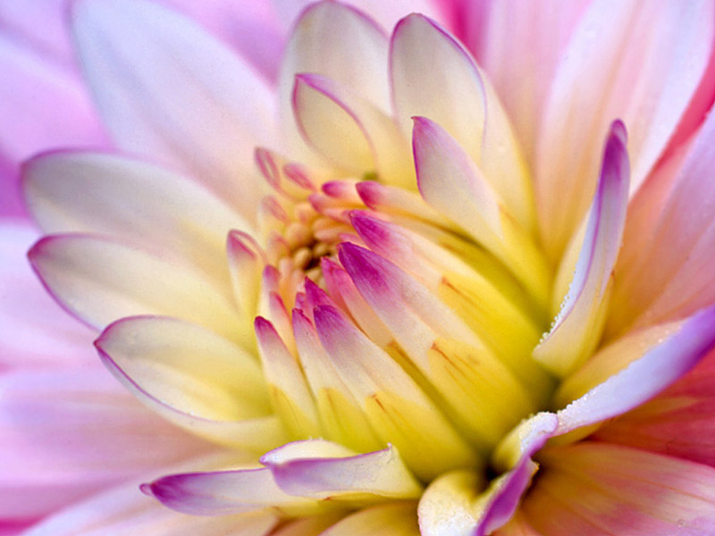 2 color pink and yellow Flower | 16 Beautiful Examples of Flower Photography | totally Cool pix | best Photographer | big picture | wallpaper