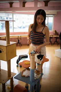[高雄]養一隻貓吧|貓咪中途驛站|貓咪咖啡廳