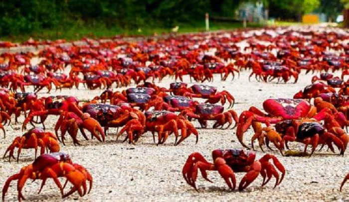 The Red crabs of Christmas Island, Australia