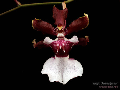 Orquídea Ondicium Sharry Baby 'Sweet Fragrance'