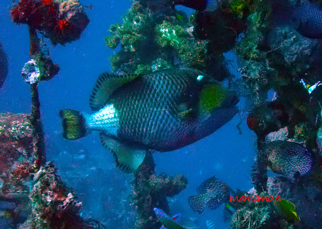 Titan trigger fish