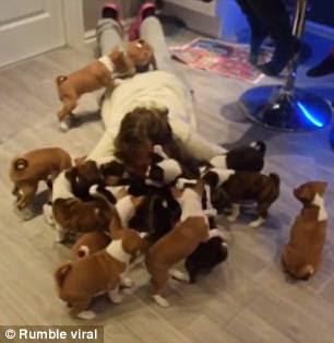 Woman surrounded by cute little Basenji pups