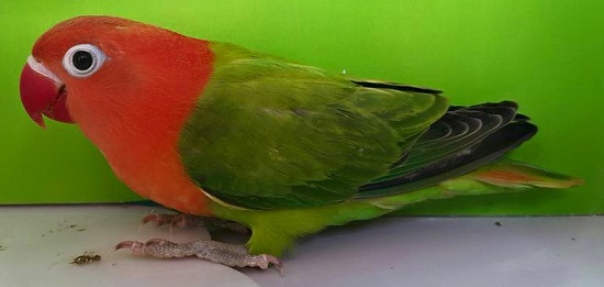 Catatan Burung  Jenis  Mutasi Warna  Lovebird  Biola