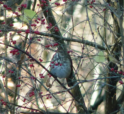 hermit thrush in a winterberry bush