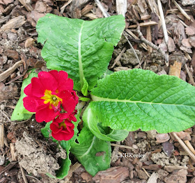 primrose, Primula