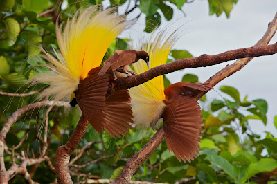 Greater Bird of Paradise, Paradisaea Apoda, Paradisaeidae Family., 
