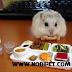 Thức ăn dinh dưỡng cho Chuột Hamster đang bán tại Nobipet