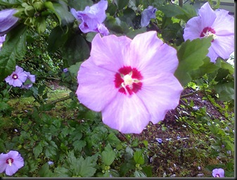 Globetrotter's Flowers