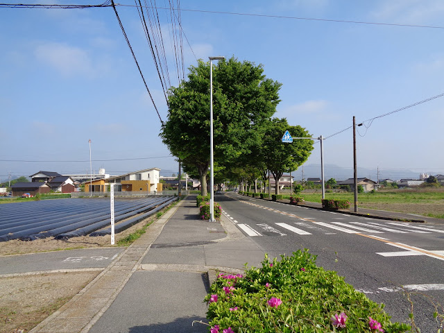 内浜産業道路のケヤキの街路樹