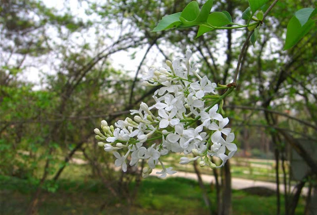 Lilac Flowers Pictures