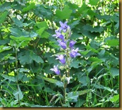 Campanula