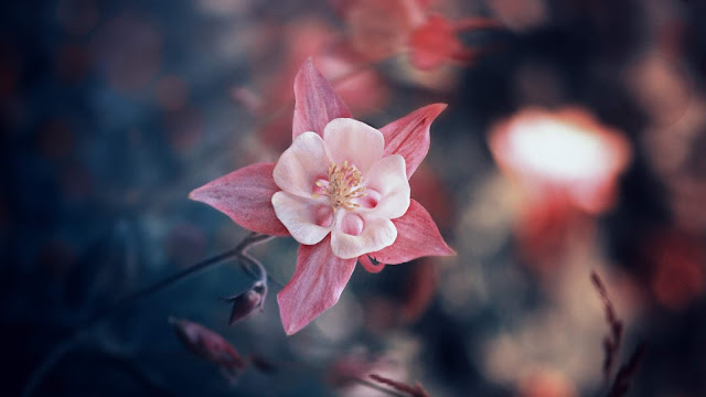 Wallpaper Flower, Pink, Bloom, Leaves, Petals