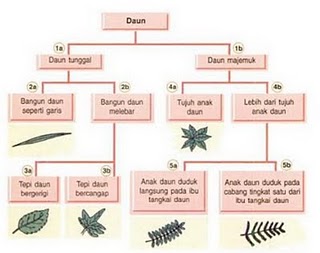 Rendialdianx2 "BIOLOGI": Kunci Determinasi