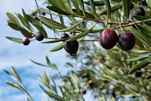 Aceitunas.