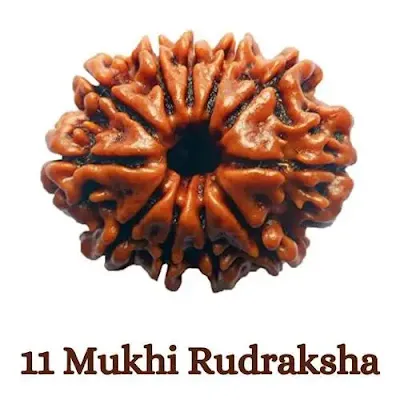 11 mukhi rudraksha