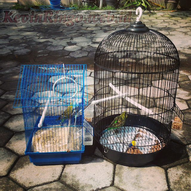 sangkar untuk burung parkit gambar burung parkit
