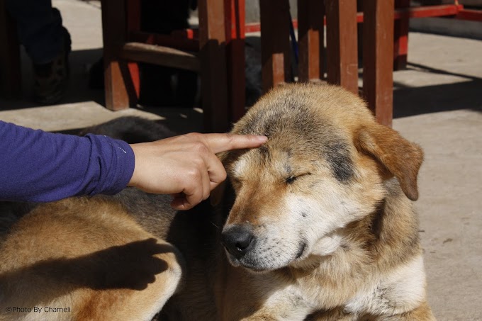 犬の弱いとこ