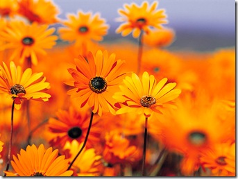 Orange flowers