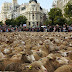 Lihatlah, Ribuan Ekor Domba Tumpah Ruah Memadati Kota