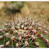 Cactus Collection - Cactus thorns macro background stock photos