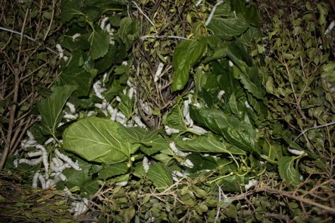 The white mulberry tree the