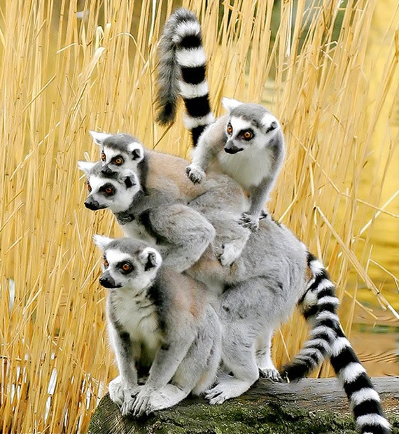 Funny image of a group of lemurs.
