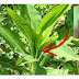 Similar to Morphine: The Best Natural Painkiller that Grows in Your Backyard