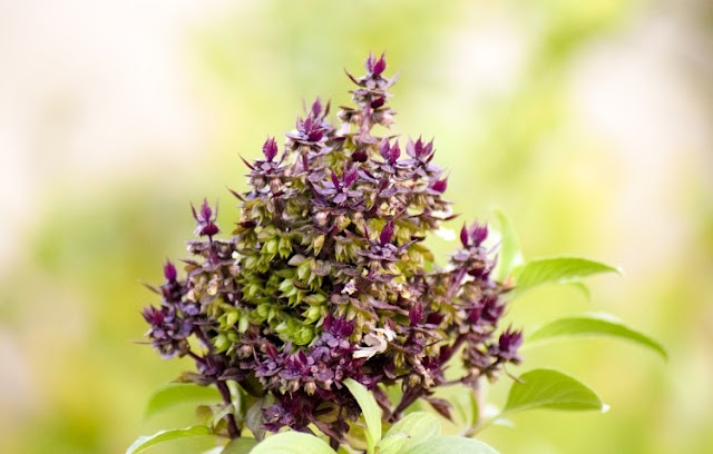 Top 6 Benefits Of Holy Basil To The Teeth, Hair And Skin