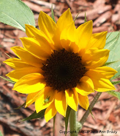 Pretty yellow sunflower blossom with a green grasshopper