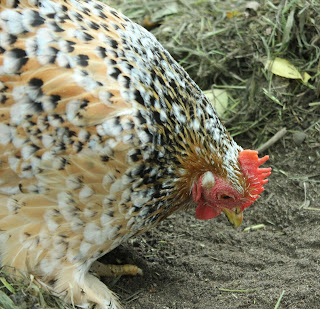 Millefleurs Cochin cross Bantam Hen organically raised