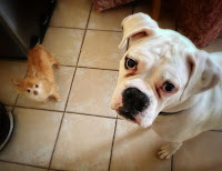 Diesel and Baxter, two dogs looking up from the kitchen floor