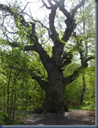 DSCN4631