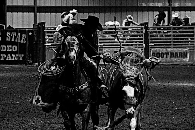 #rodeo #broncriding #cowboys #cows #horses