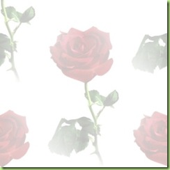 red_rose_watermark