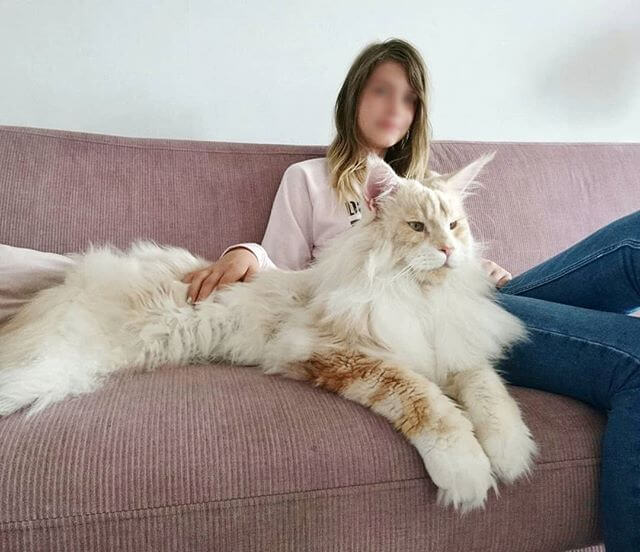 Meet Lotus, A Beautiful Maine Coon Cat, Both Majestic And Adorable