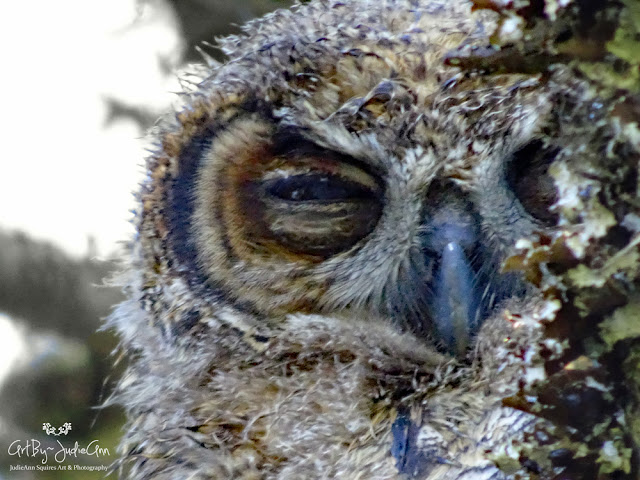 Sleepy Owl Photo