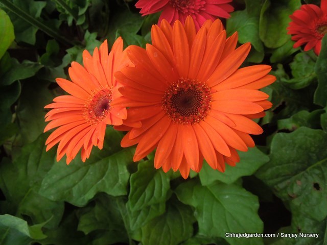 flower pot ideas shade Gerbera Flower Plant | 640 x 480