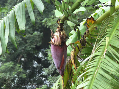 banana flower