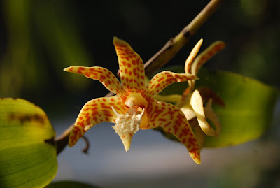 Dendrobium insigne care and culture