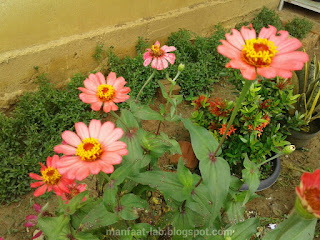 Keanggunan bentuk bunga dahlia