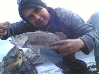 kakap pantai tirang