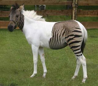 Eclyse Is The Most Unique Zebra Horse In The World