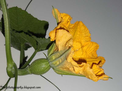 Pumpkin Flowers