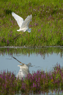 Wildlifefotografie Silberreiher Lippeaue Ahsewiesen Olaf Kerber