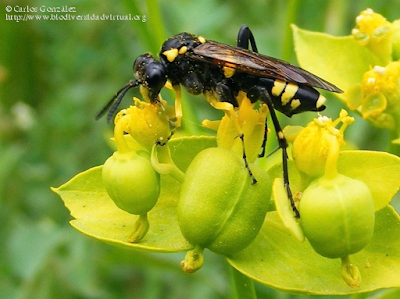 http://www.biodiversidadvirtual.org/insectarium/Macrophya-montana-%28SCOPOLI-1763%29-img581917.html