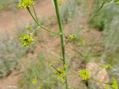 insect on flowers of winged wild buckwheat, Eriogonum alatum