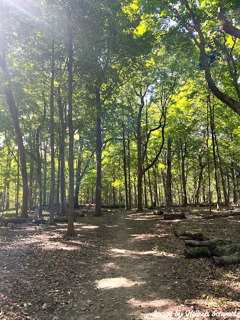 Wandering the natural trails through joyful woodlands at Messenger Woods.